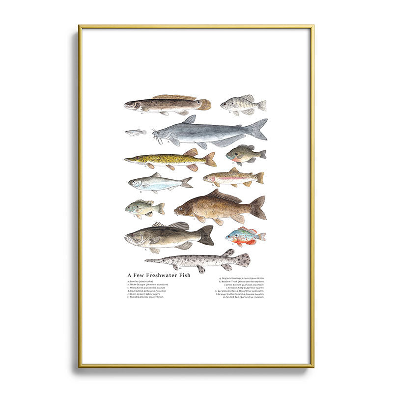 A Few Freshwater Fish Framed Art Print