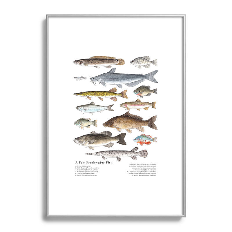 A Few Freshwater Fish Framed Art Print
