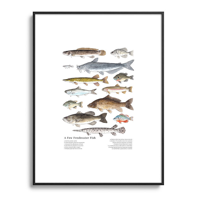 A Few Freshwater Fish Framed Art Print
