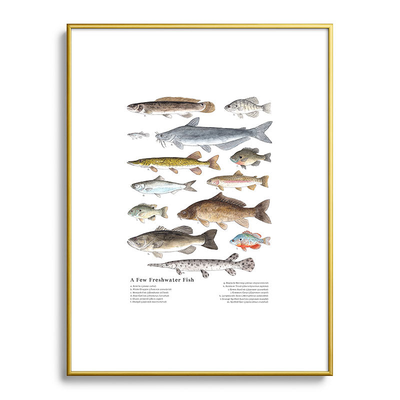 A Few Freshwater Fish Framed Art Print