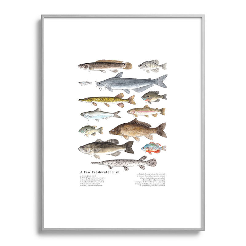 A Few Freshwater Fish Framed Art Print