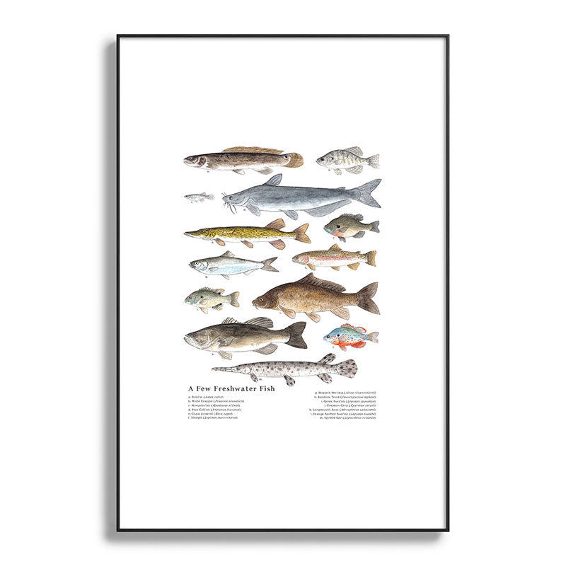 A Few Freshwater Fish Framed Art Print