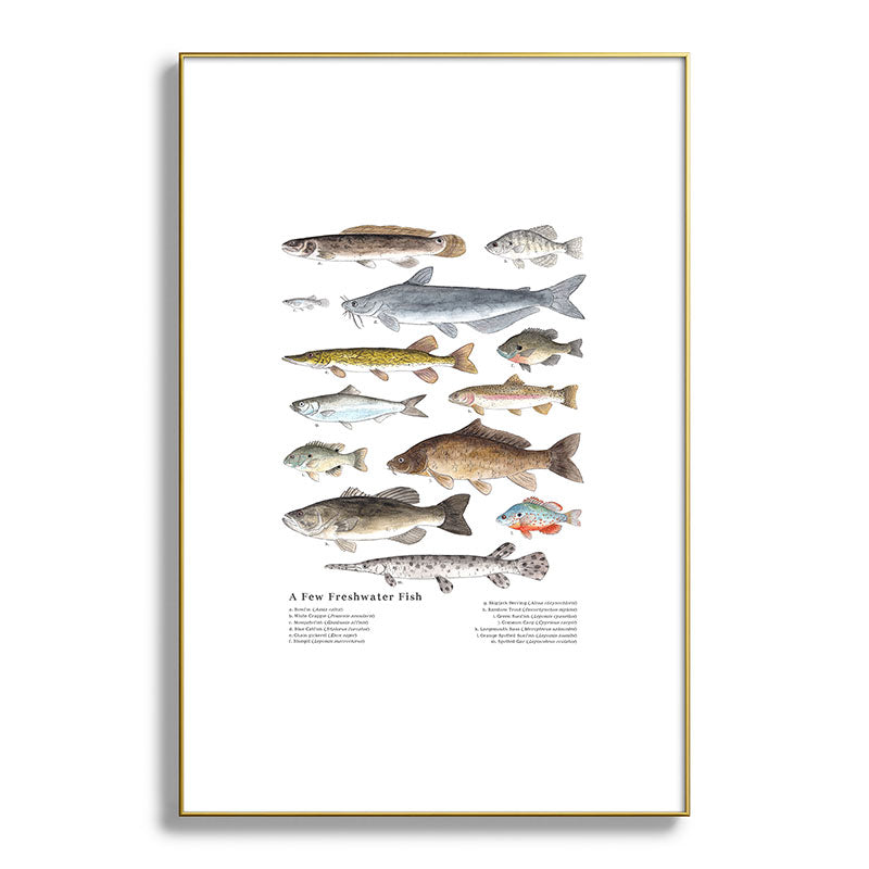 A Few Freshwater Fish Framed Art Print