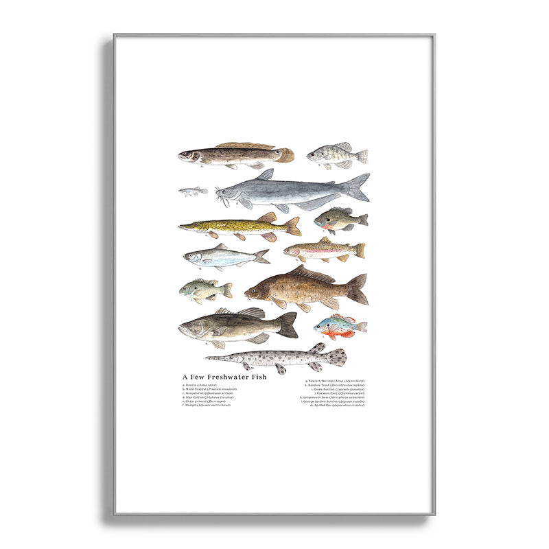 A Few Freshwater Fish Framed Art Print
