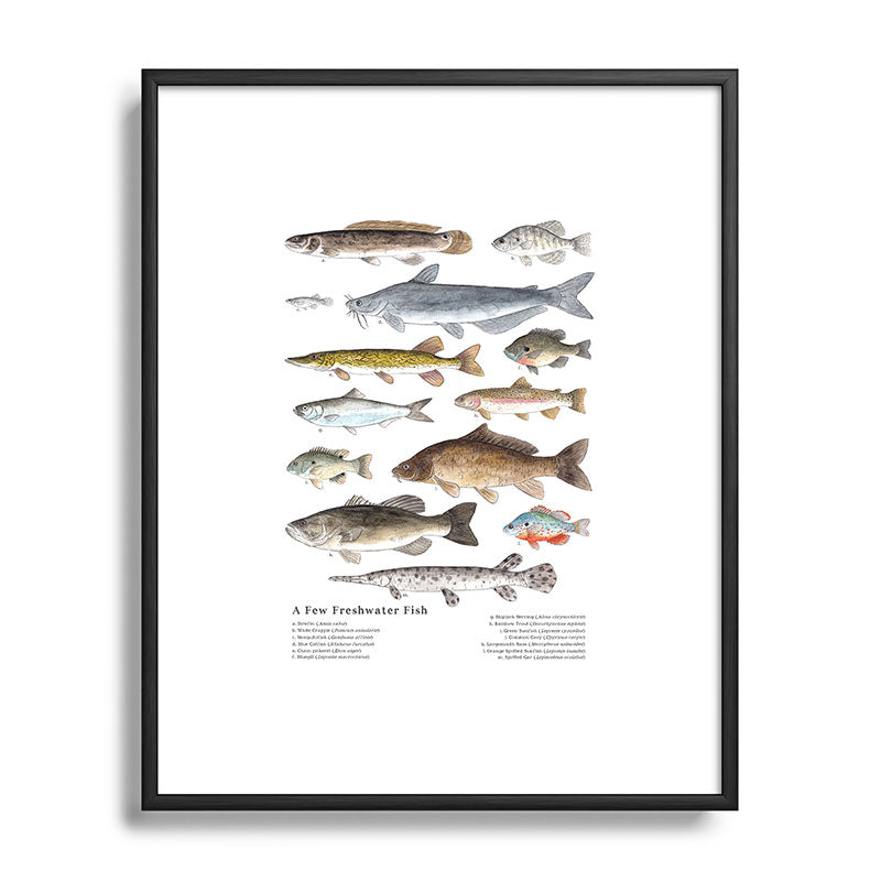 A Few Freshwater Fish Framed Art Print
