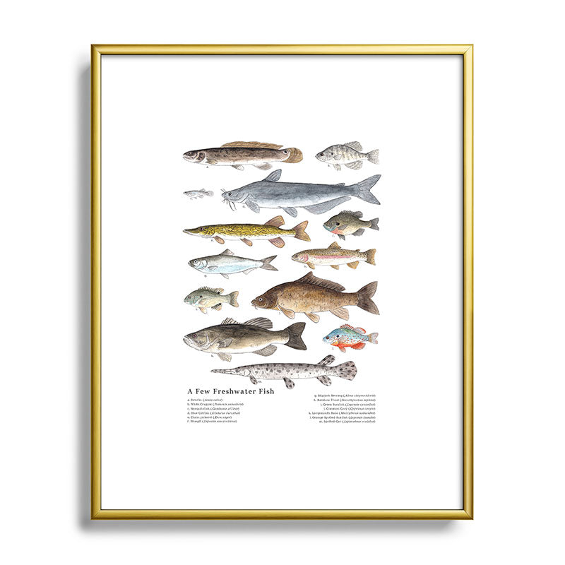 A Few Freshwater Fish Framed Art Print