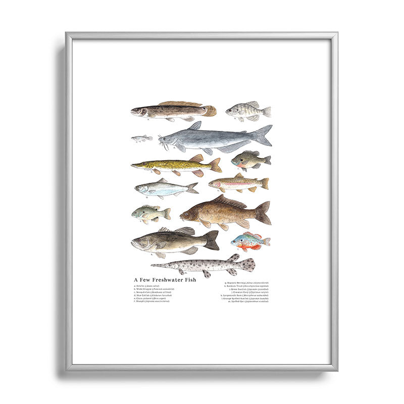 A Few Freshwater Fish Framed Art Print