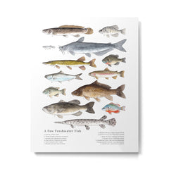 A Few Freshwater Fish Metal Print
