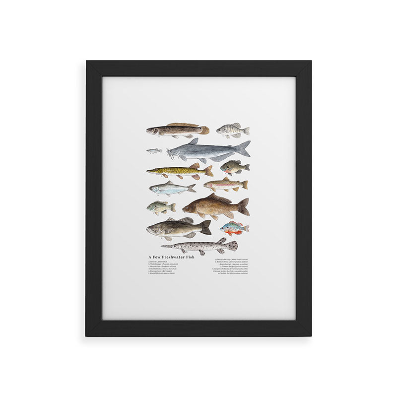 A Few Freshwater Fish Framed Art Print