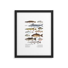 A Few Freshwater Fish Framed Art Print