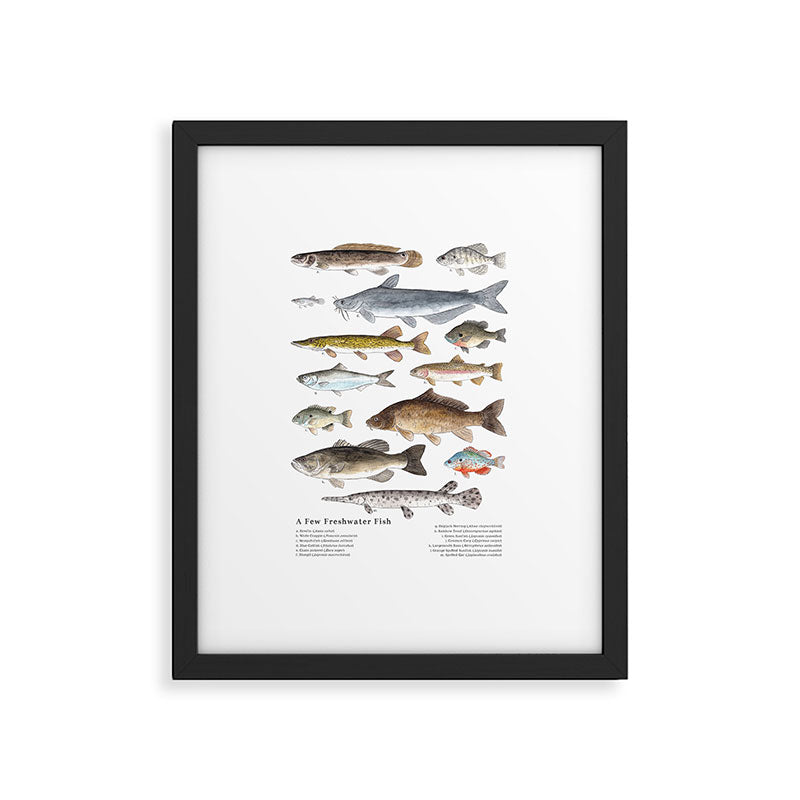 A Few Freshwater Fish Framed Art Print