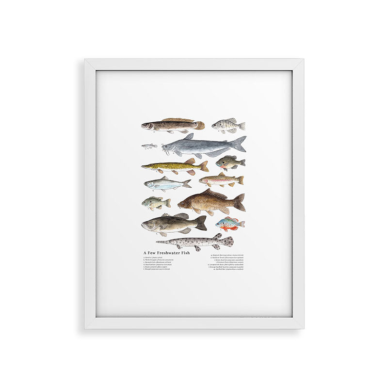 A Few Freshwater Fish Framed Art Print