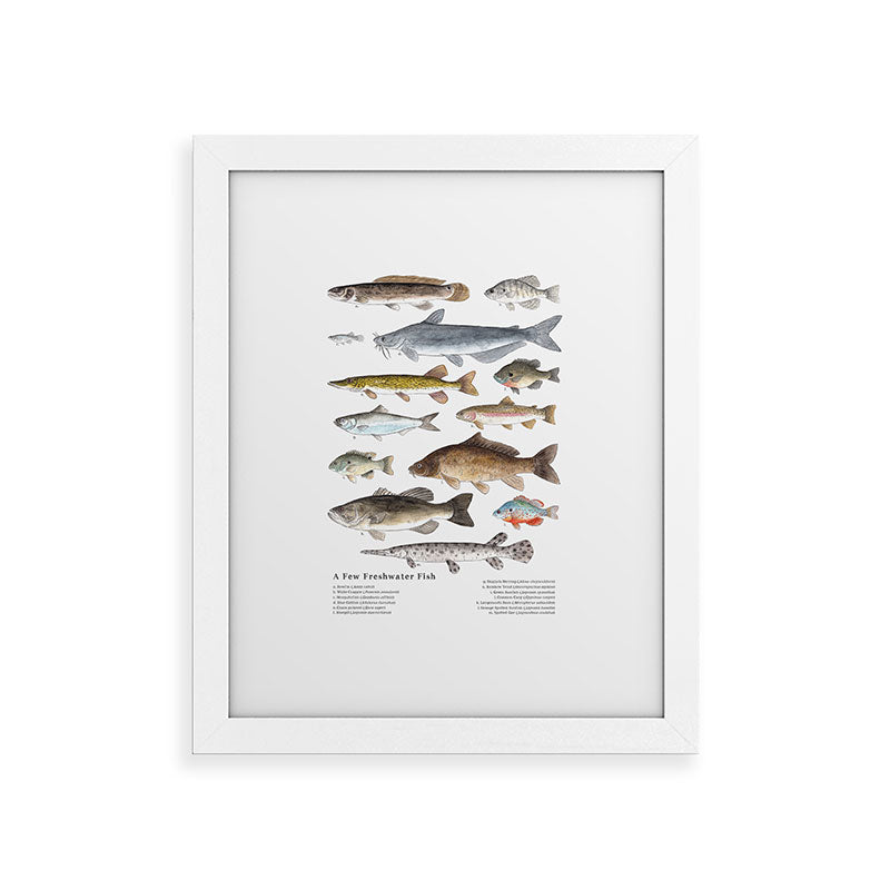 A Few Freshwater Fish Framed Art Print